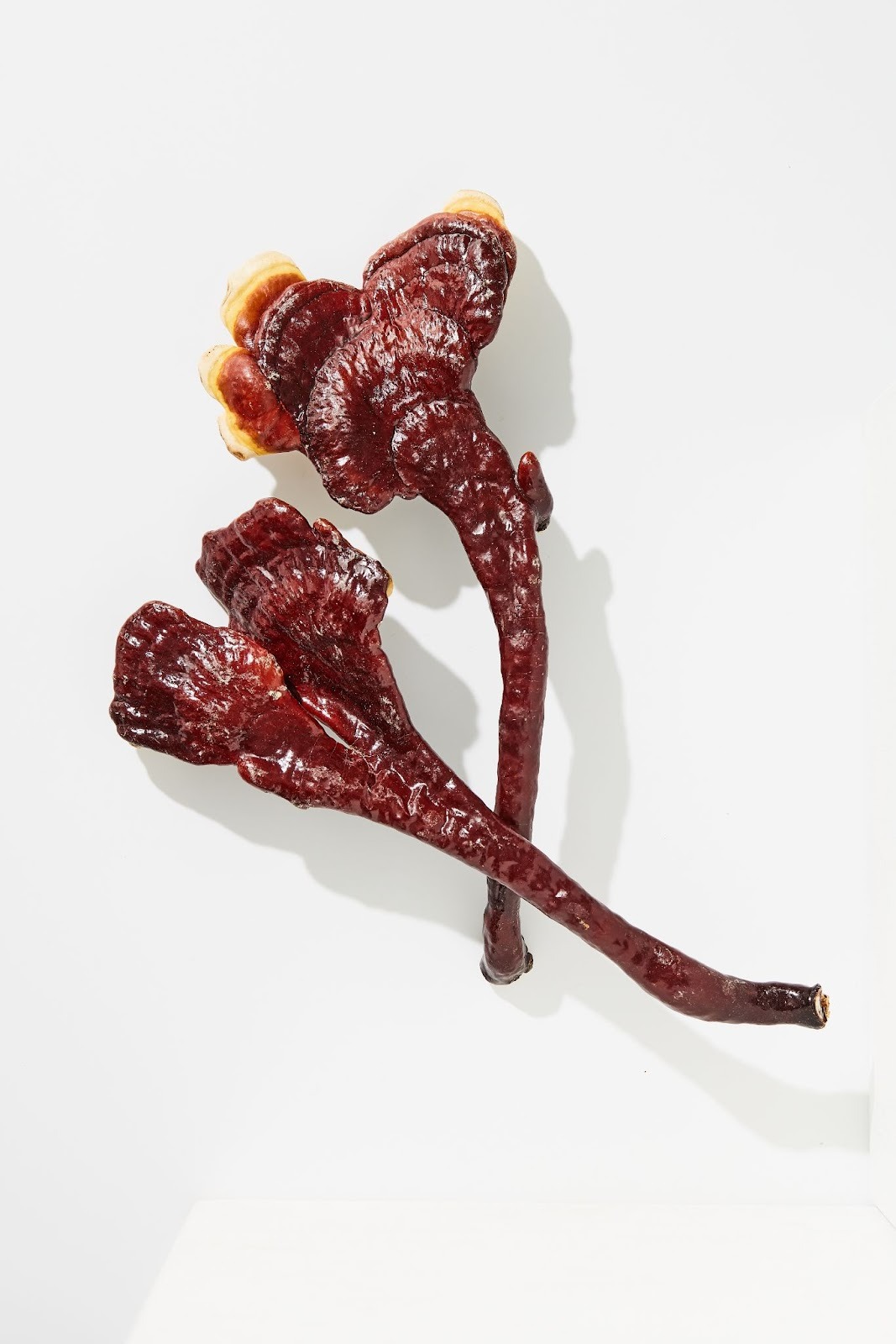 Bugu‑S 加入了極為珍稀的鹿角靈芝，其三萜類、多醣體含量遠高於一般靈芝。